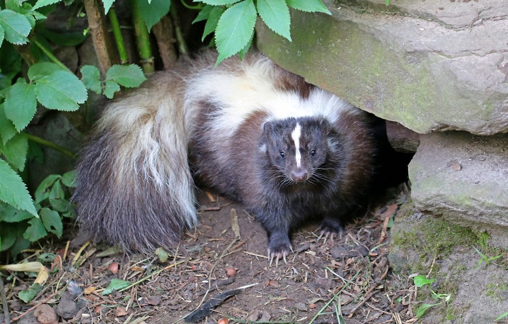 skunk on the ground