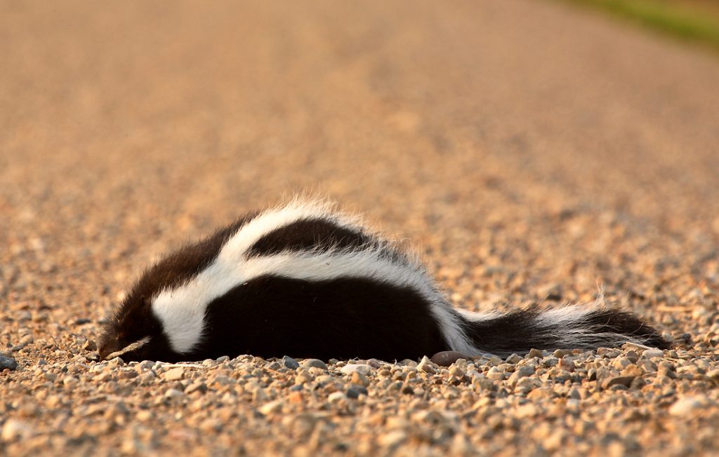 skunk on the ground