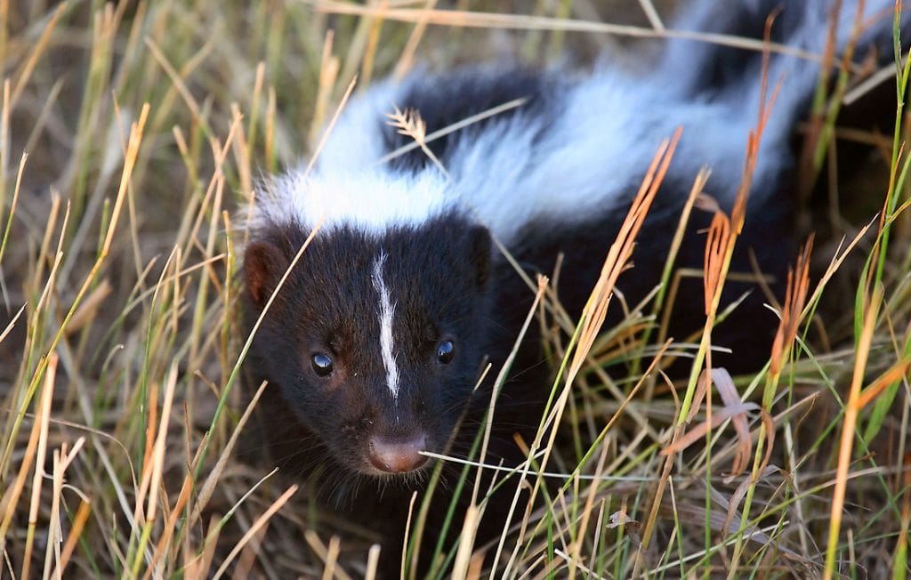 skunk on the ground