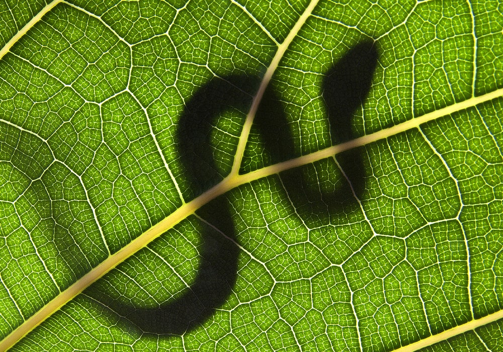 snake on a leaf