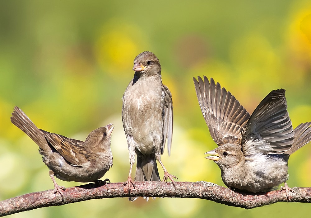 three sparrows