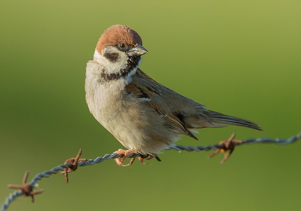 sparrow