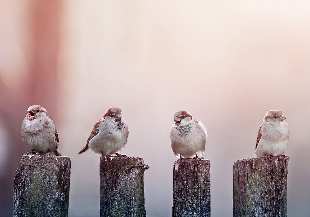 four sparrows