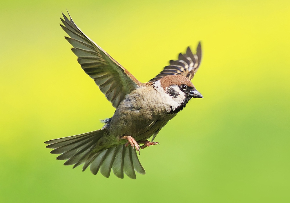 Sparrow Symbolism & Meaning (+Totem, Spirit & Omens) - World Birds
