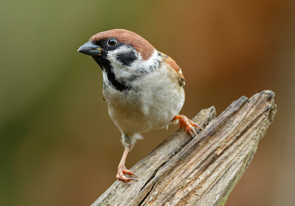 sparrow