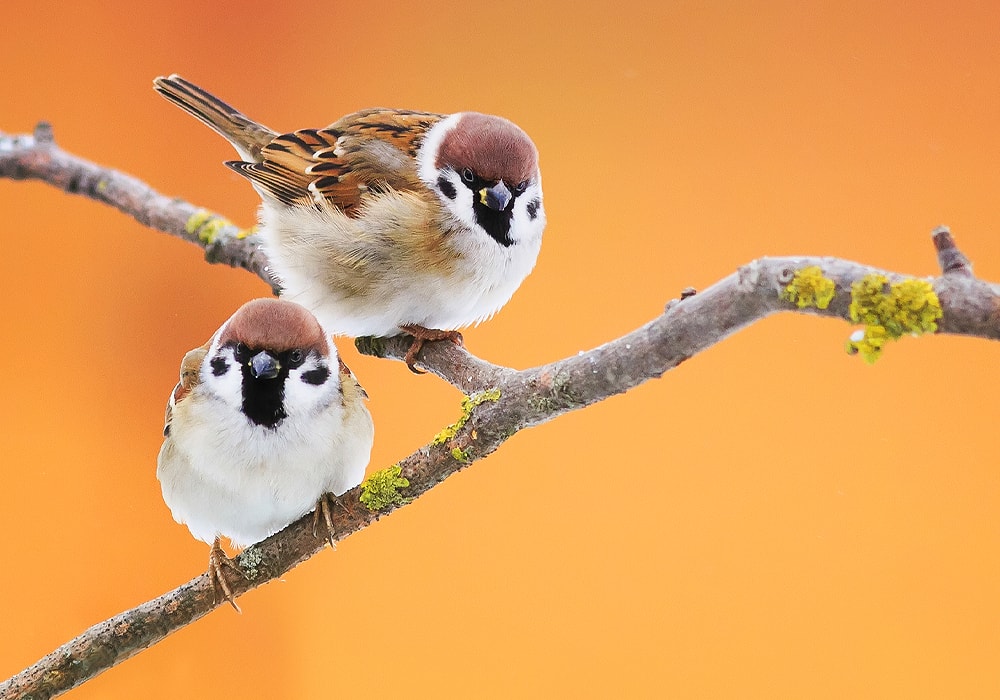 two sparrows