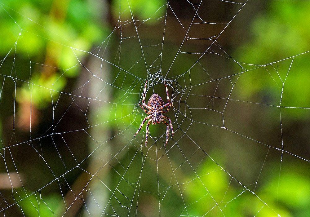 spider net