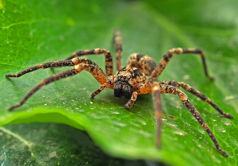 If you can relate, I'm so sorry 🤍 this ones called spiders🕷️ #indiem