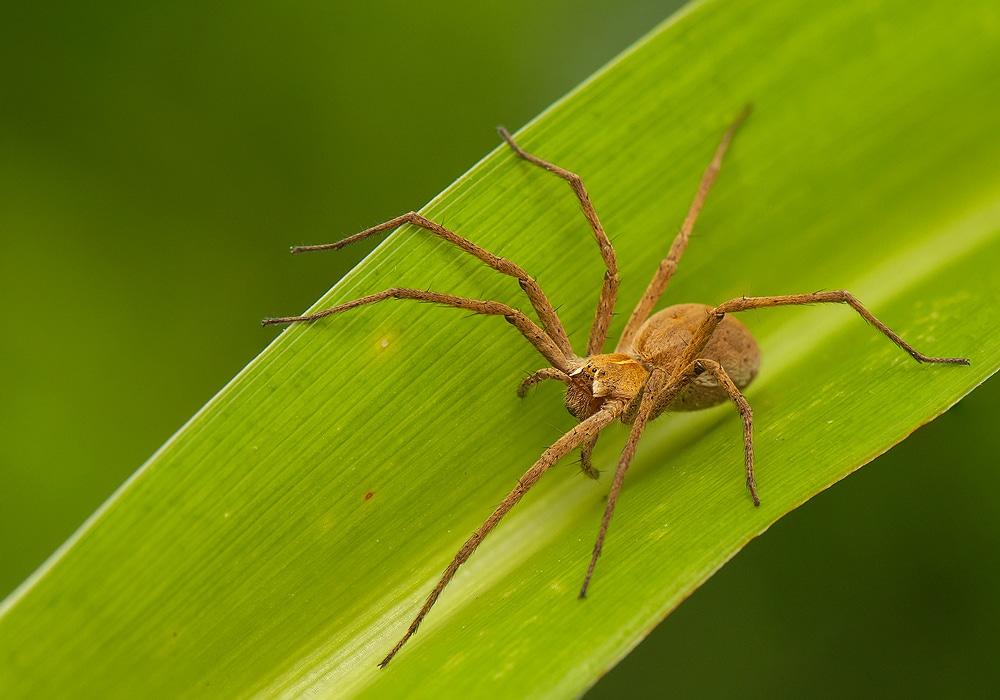 araña