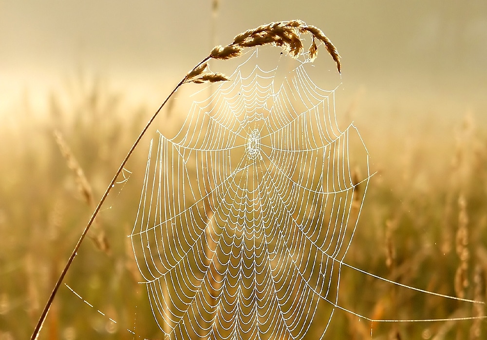 spider net