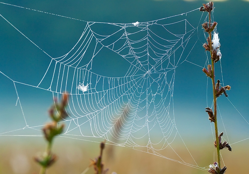 red de araña