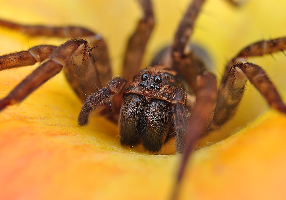 araña