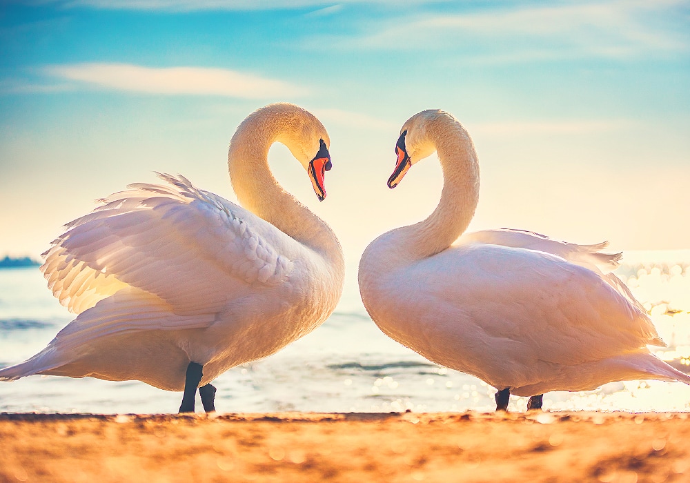 two swans