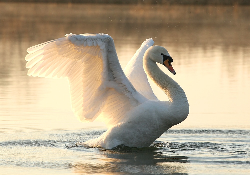 swan