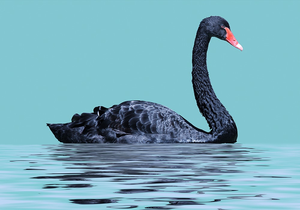 Swan Symbolism & Meaning (+Totem, Spirit & Omens) - World Birds