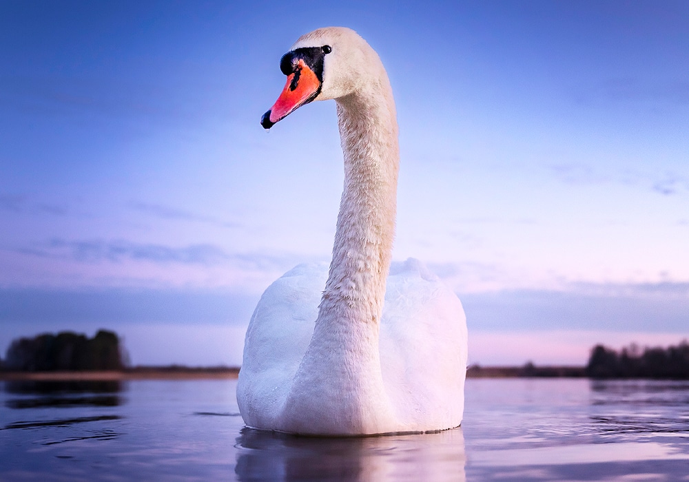 swan-symbolism-meaning-totem-spirit-omens-world-birds