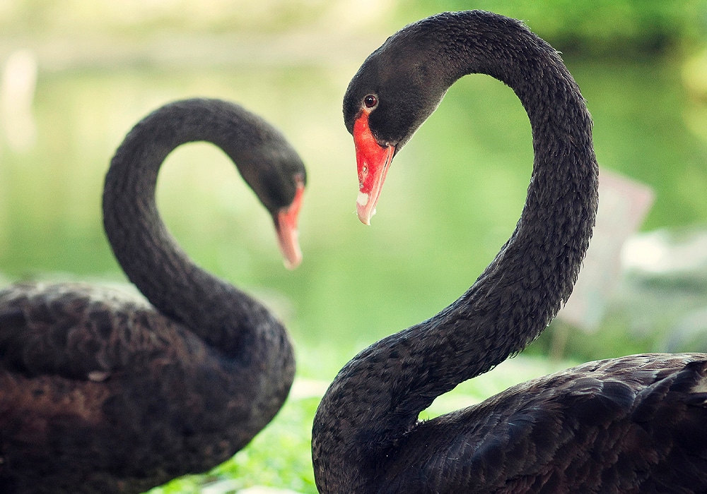 Swan Symbolism & Meaning (+Totem, & -