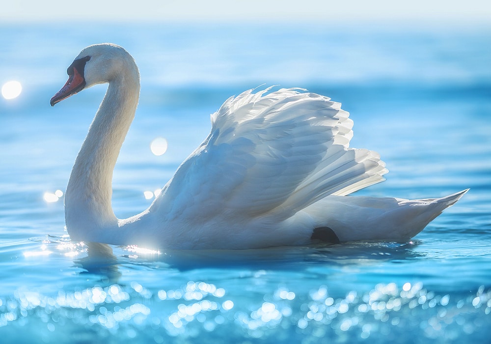 Swan Symbolism & Meaning (+Totem, Spirit & Omens) - World Birds