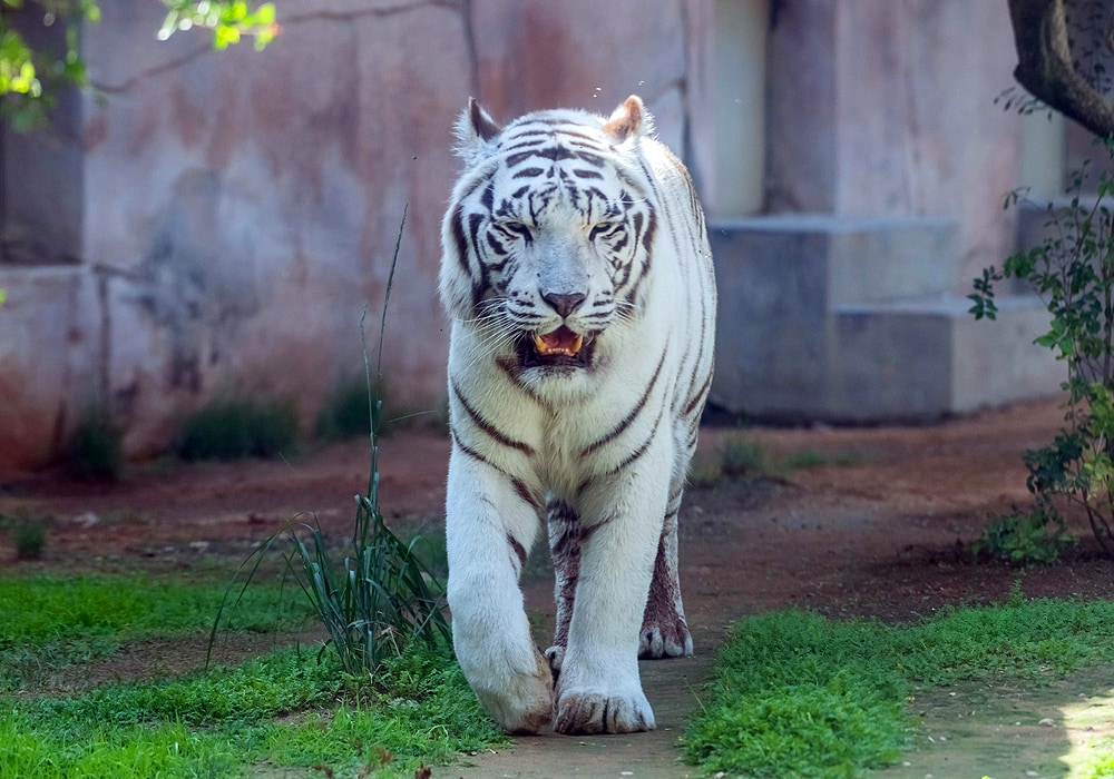 white tiger