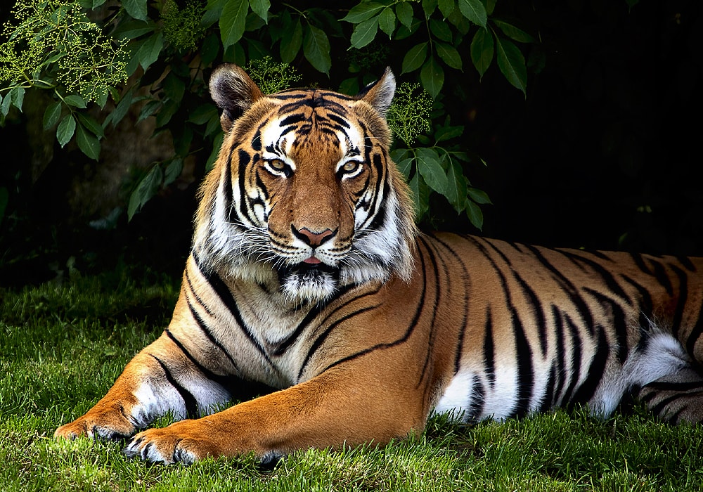 Understanding Tiger Stripes - Significance and Meanings - Tiger Safari in  India