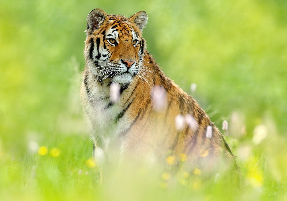 tiger