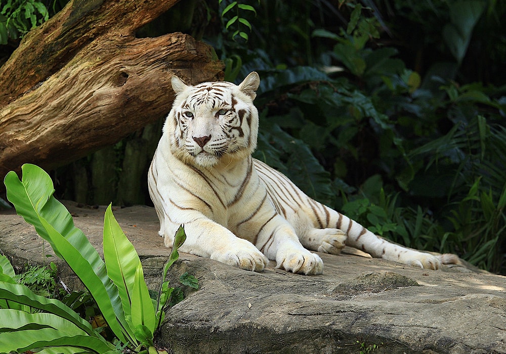 white tiger