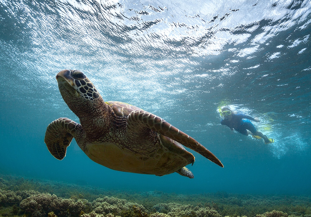 turtle under water