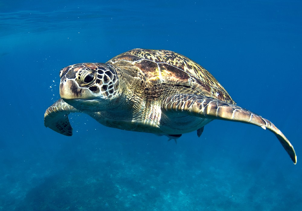 turtle under water