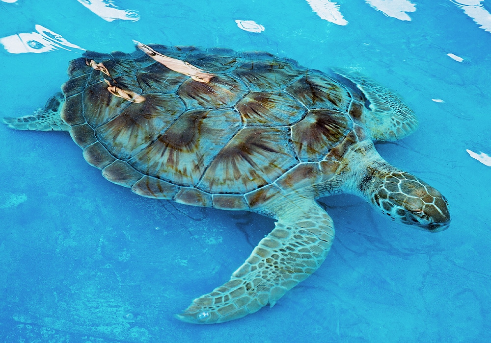 turtle under water