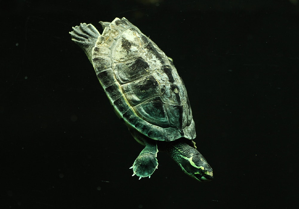 turtle under water