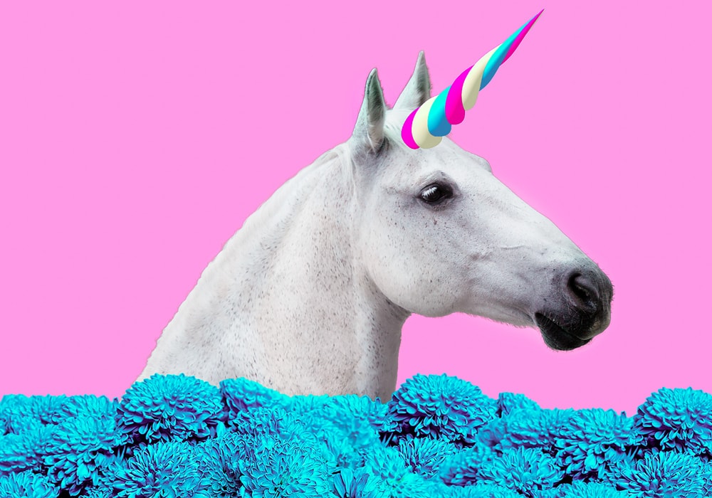 unicorn illustration