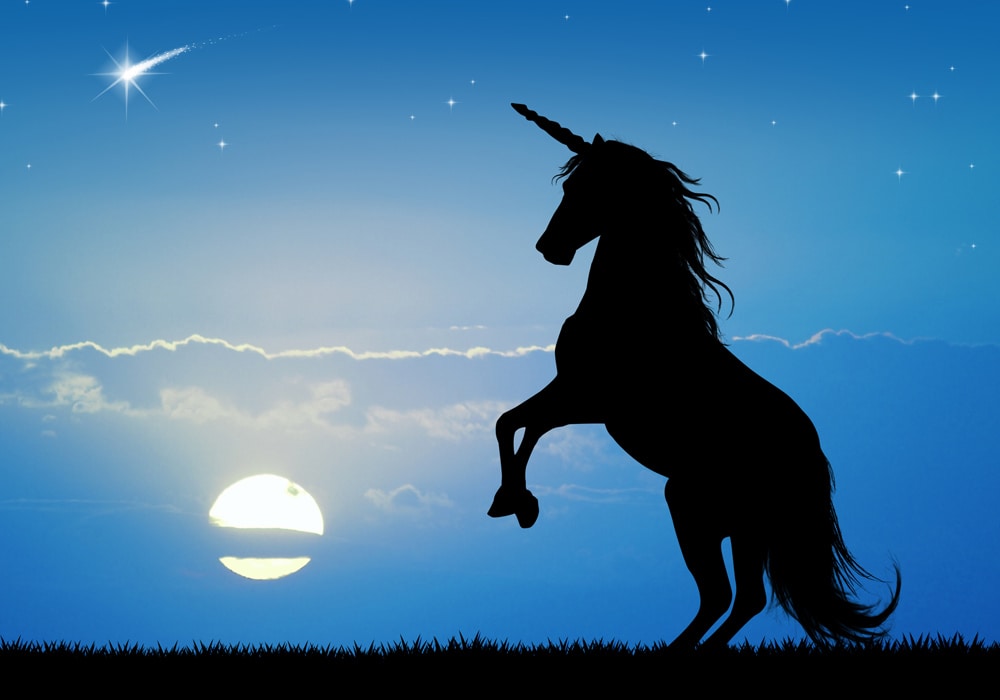 unicorn illustration