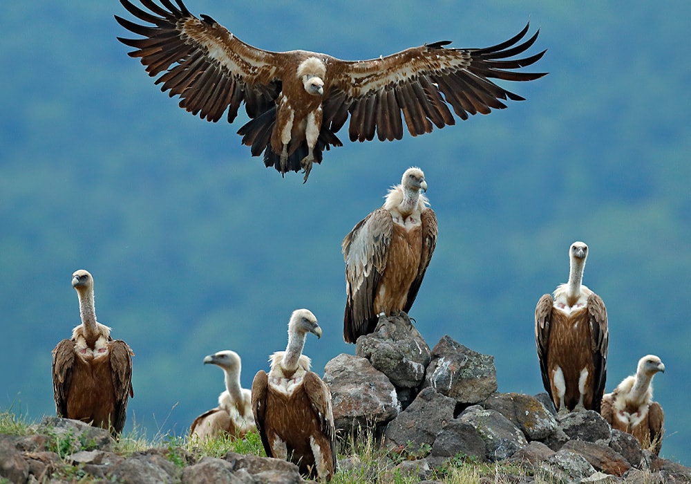 vultures roosting