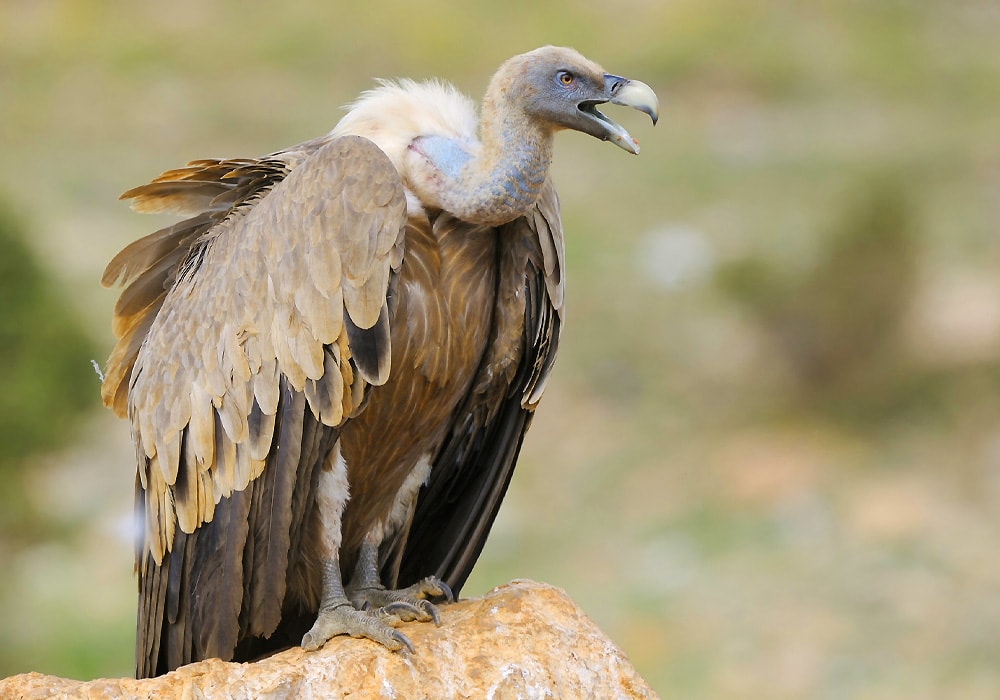 vulture