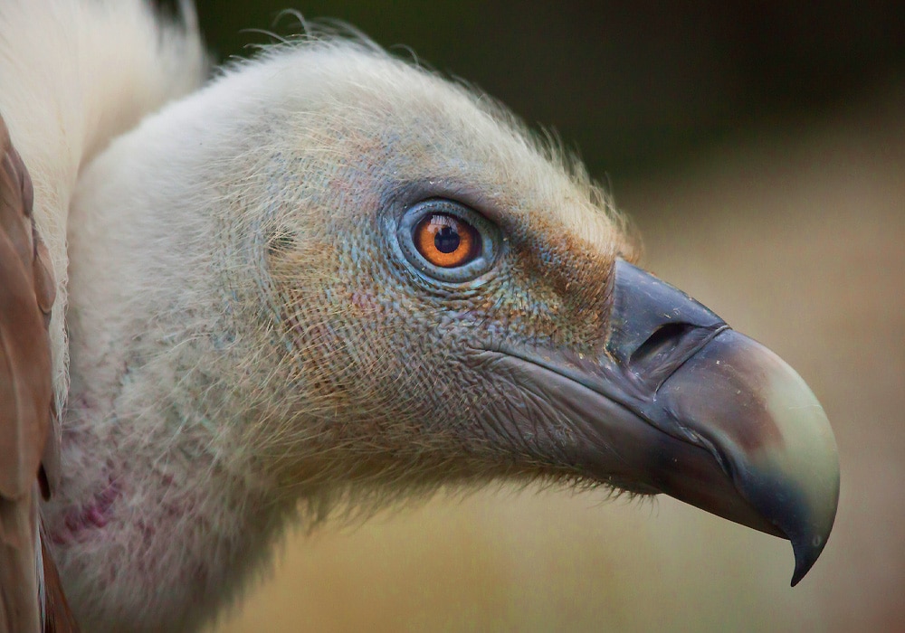 Vulture Symbolism & Meaning (+Totem, Spirit & Omens) - World Birds (2022)