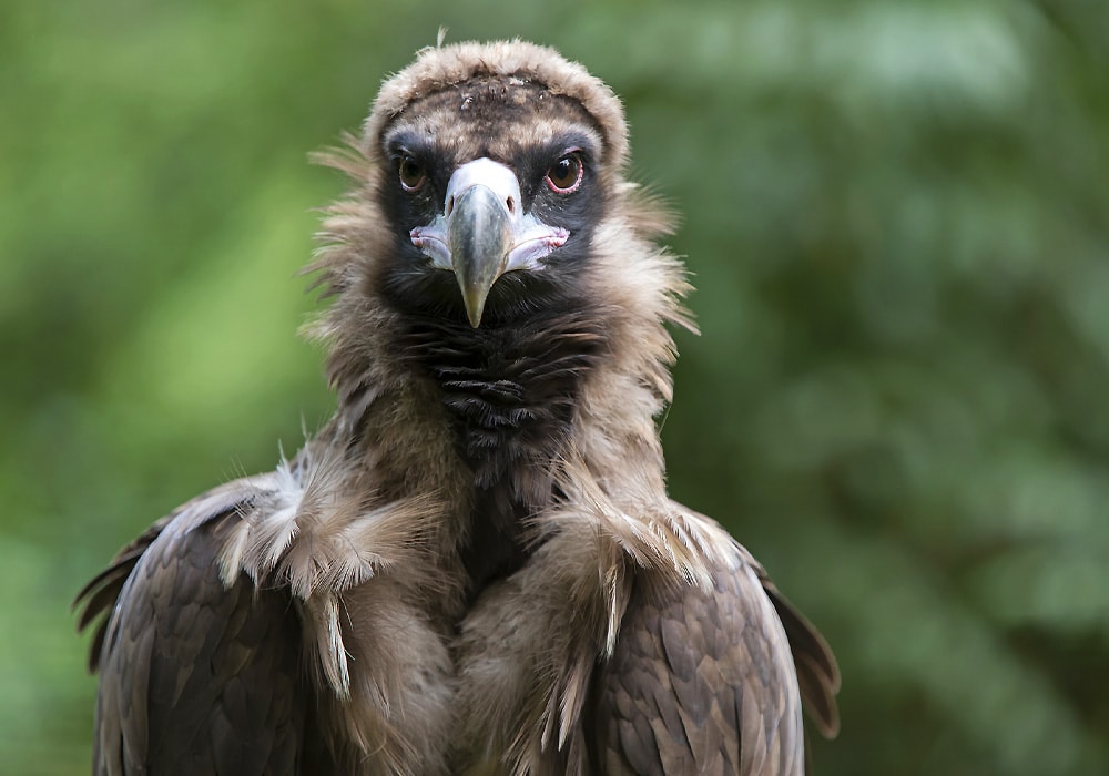 vulture