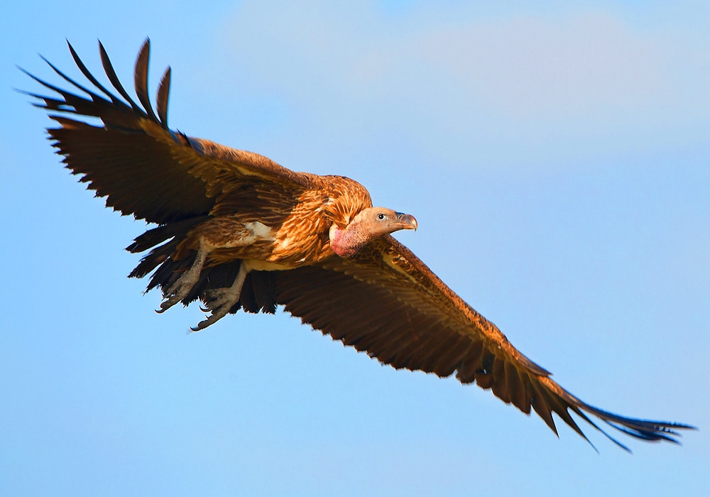 vulture