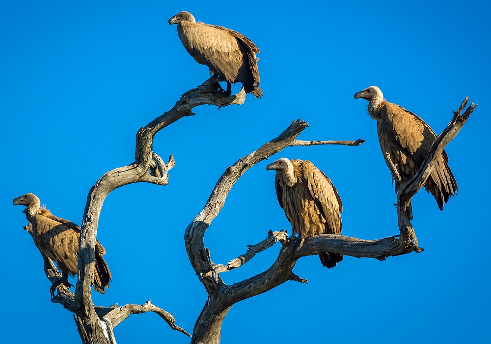 vultures roosting