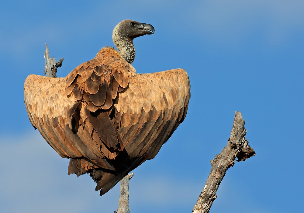 vulture