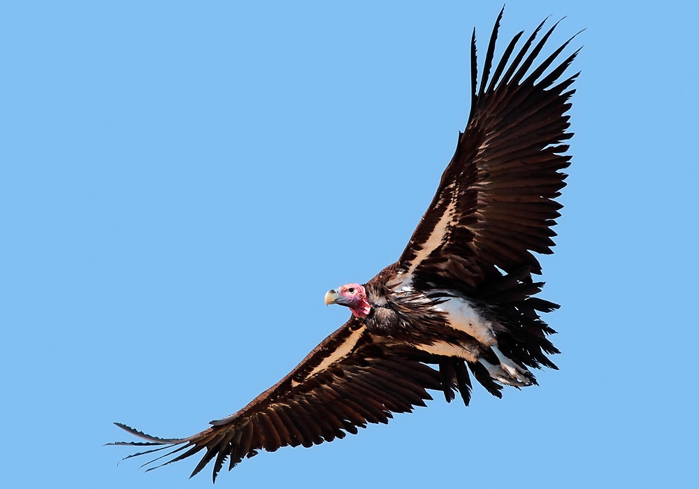 vulture