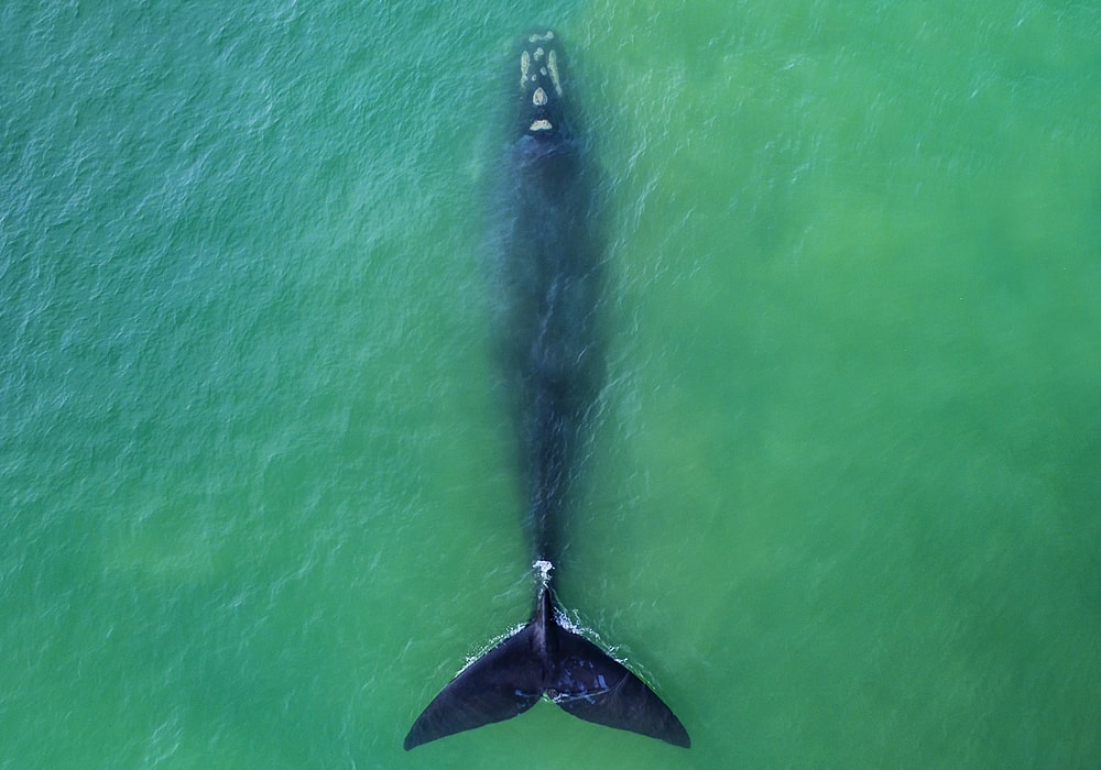 whale in water