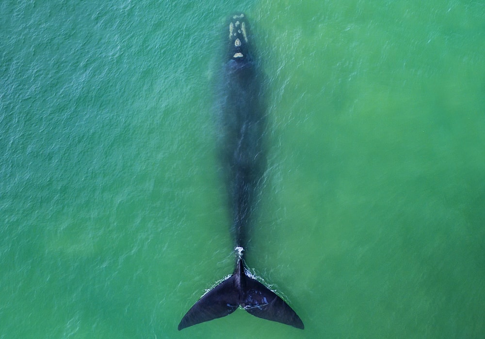 What's the meaning of whales being shown so often? Is there some symbolism,  or is it simply just because there are whales in the ocean? : r/ DeathStranding