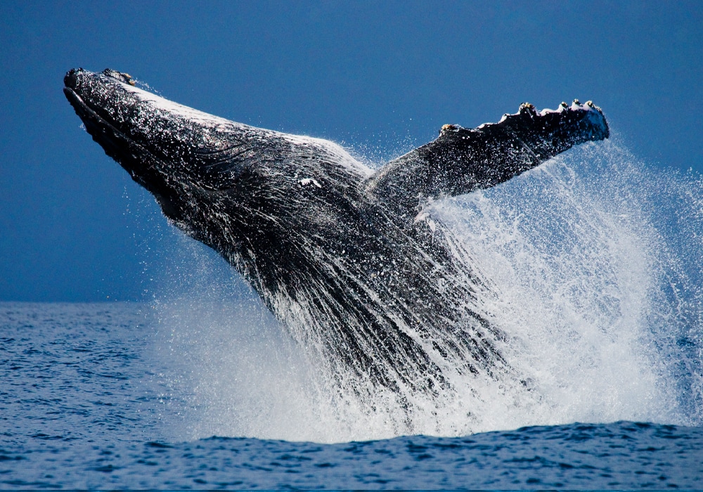 whale in water