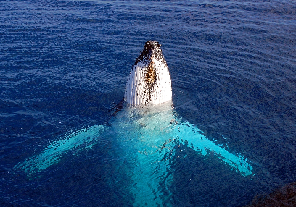 whale in water