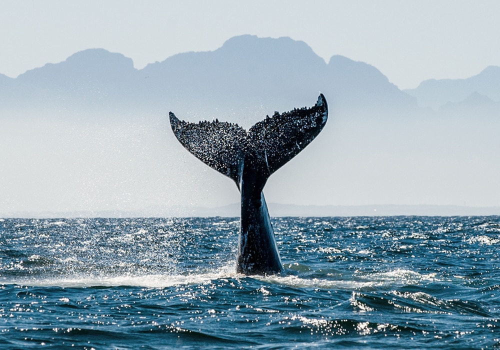 whale tail in water