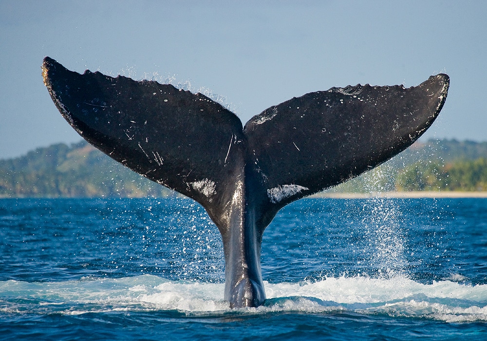 whale tail in water