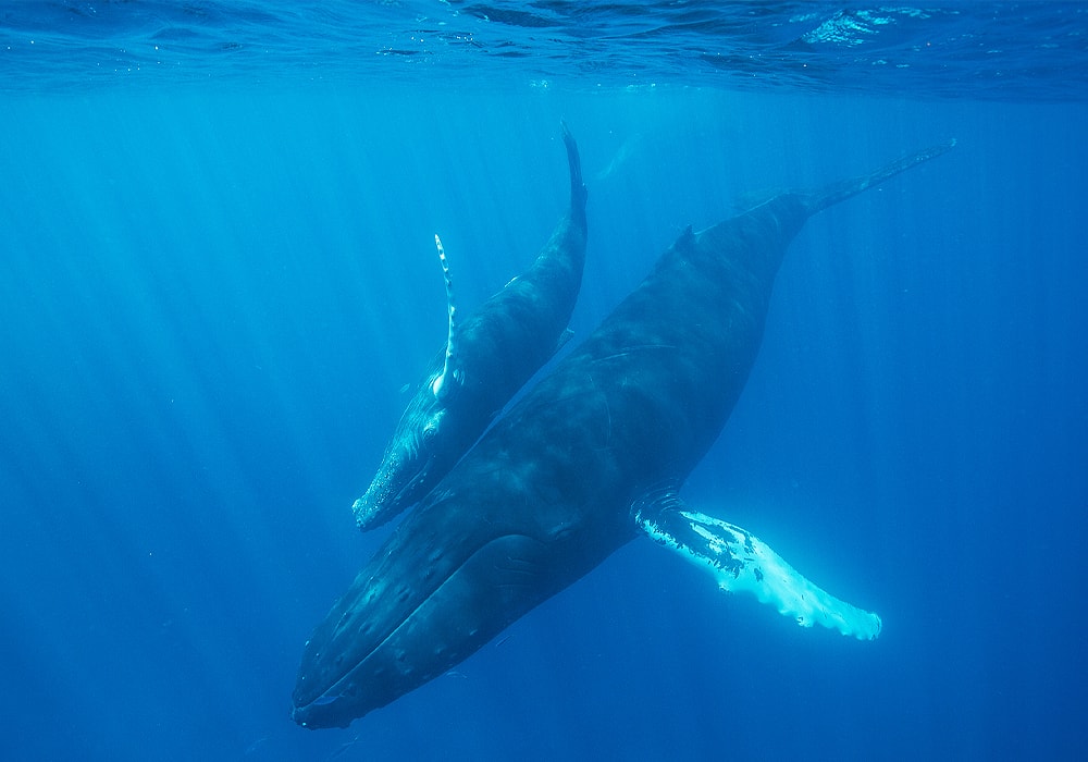 whale in water