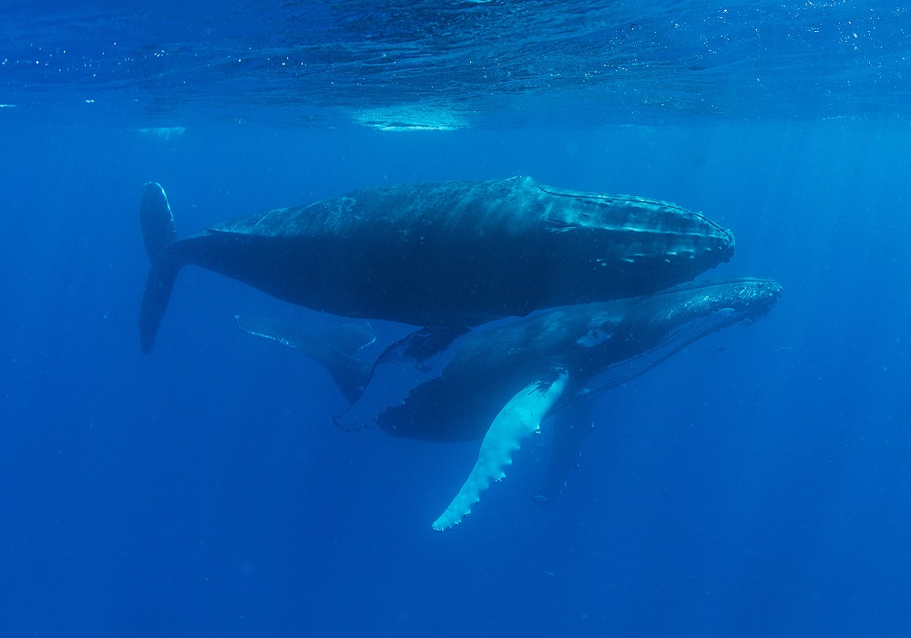 What's the meaning of whales being shown so often? Is there some symbolism,  or is it simply just because there are whales in the ocean? : r/ DeathStranding