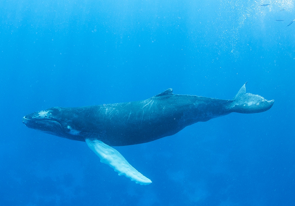 What's the meaning of whales being shown so often? Is there some symbolism,  or is it simply just because there are whales in the ocean? : r/ DeathStranding