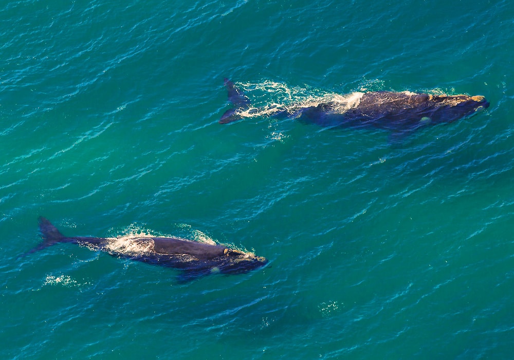 two whales in water